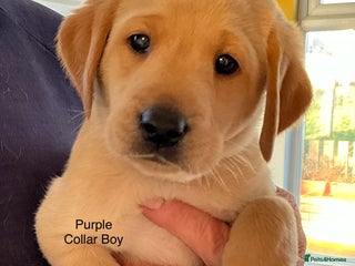 Labrador Retriever dogs Gorgeous Litter of Labrador Puppies - Advert 4