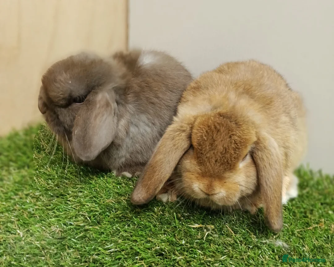 Mini Lop rabbits for sale: Beautiful friendly VHD vaccinated Mini Lop babies - Advert 2