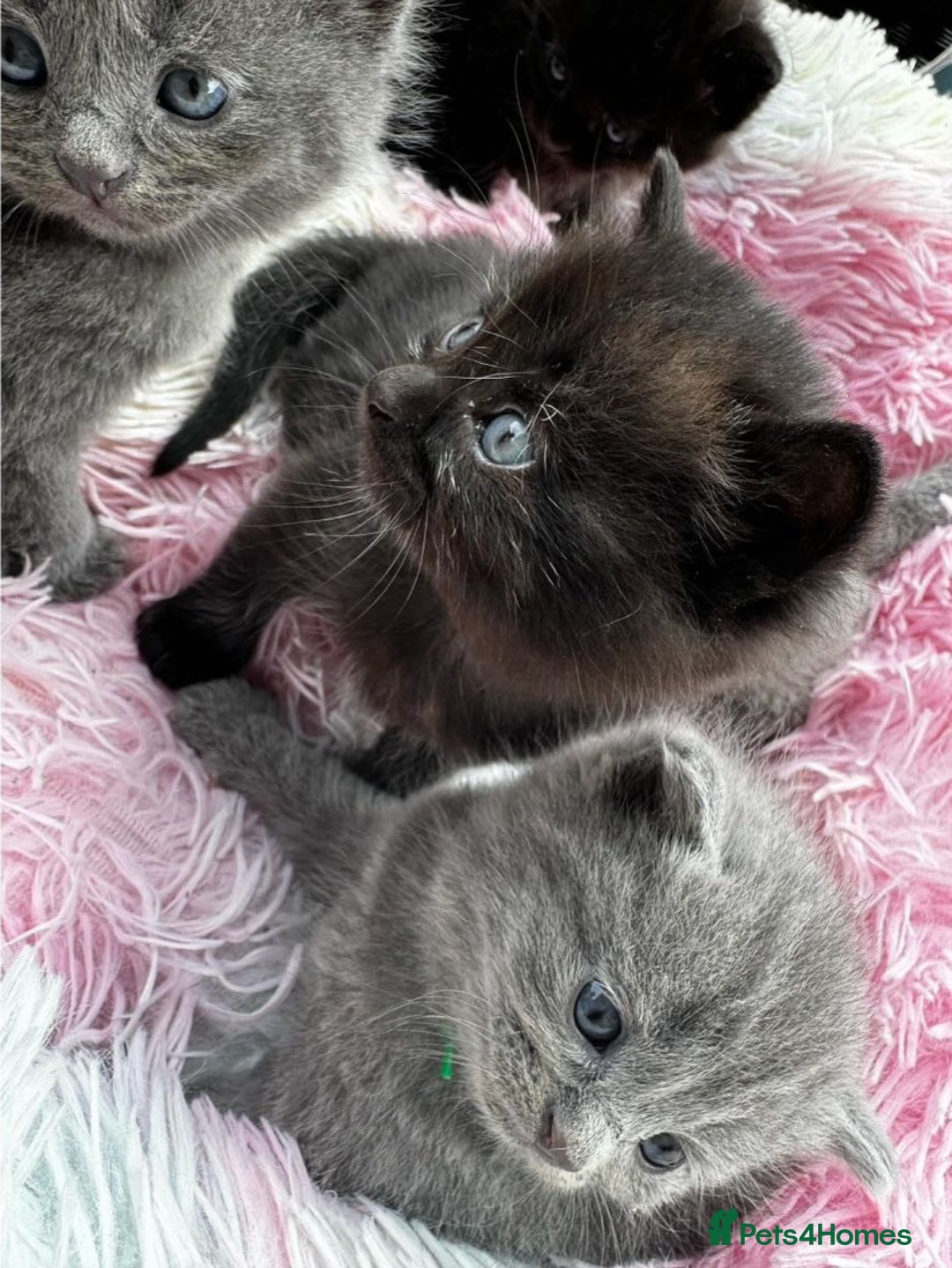 British Shorthair cats for sale: Beautiful Lilac & Black British shorthair kittens - Advert 1