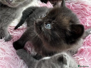 British Shorthair cats Beautiful Lilac & Black British shorthair kittens - Advert 1