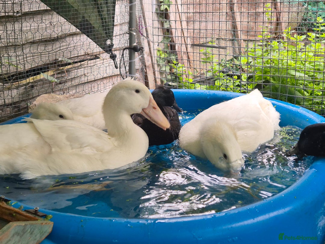 Ducks poultry for sale: 1 male and 1 female aylesbury ducks  - Image 1