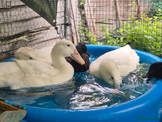 Ducks poultry - Advert 1