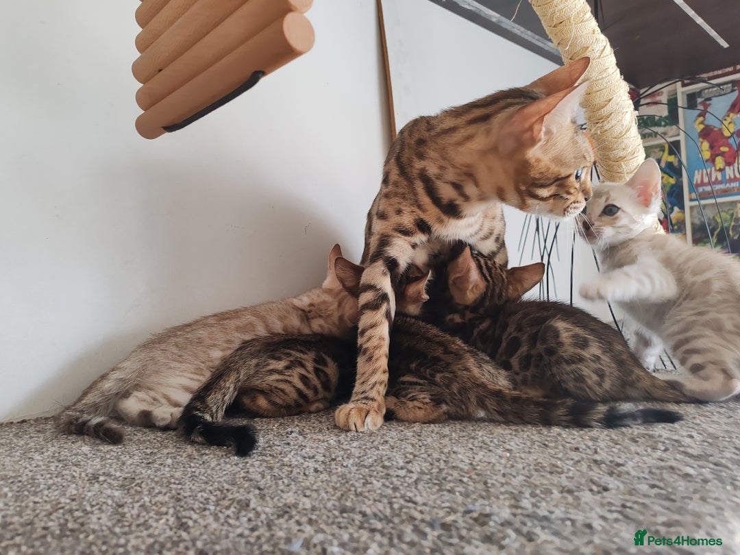Bengal cats for sale: Bengal cats  - Image 8