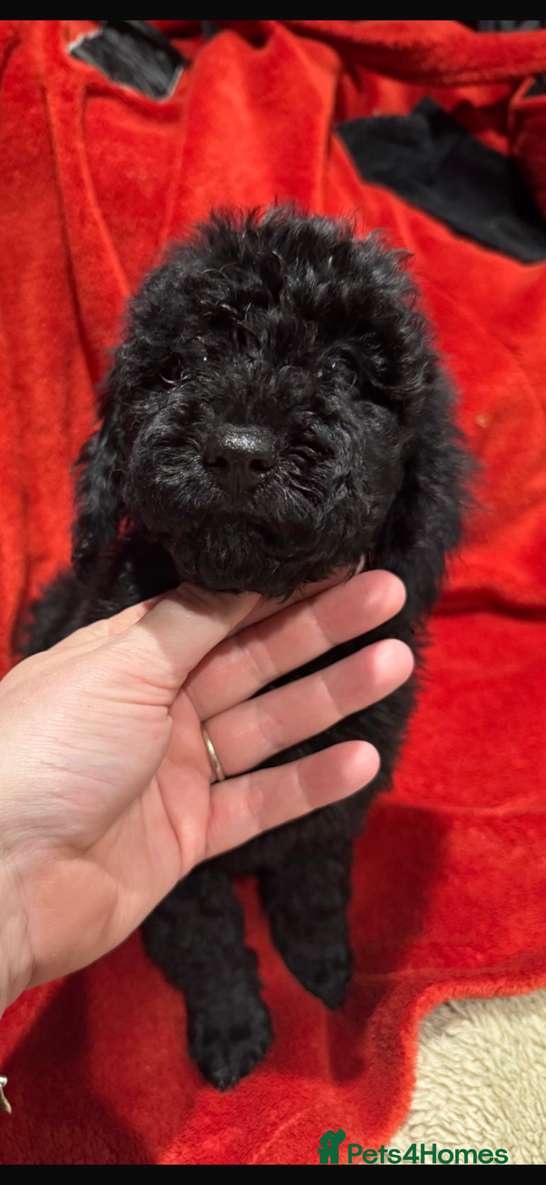 Cockapoo dogs for sale: Ready now! 2 females left!! F1b cockapoos!!! - Advert 6