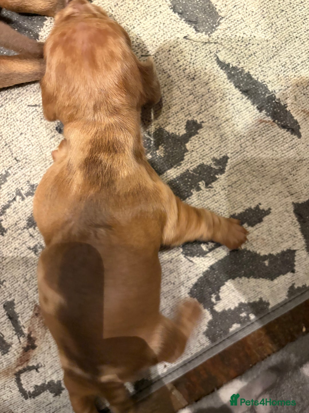 Miniature Dachshund dogs for sale: Smooth Miniature Daschund puppies  - Advert 18