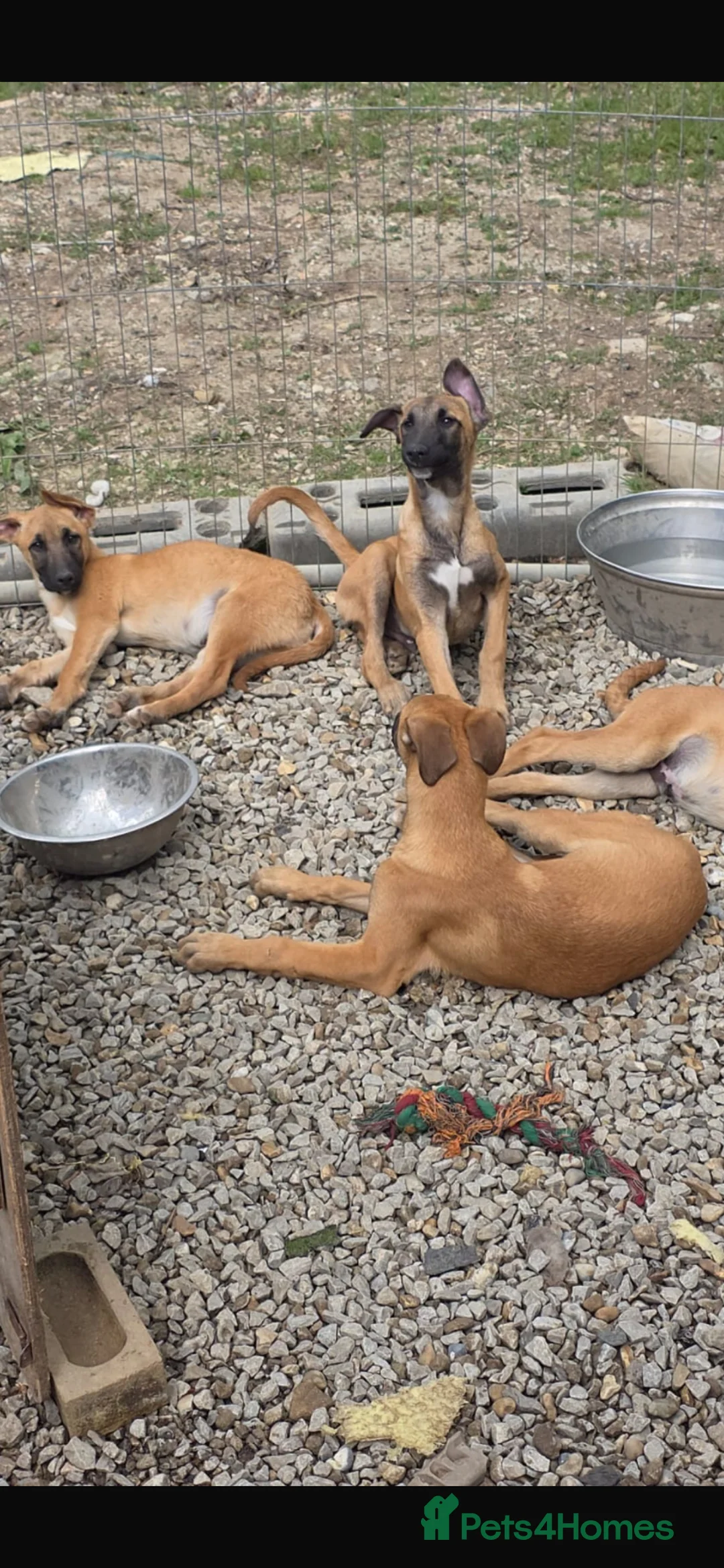 Belgian Shepherd Dog dogs for sale: Belgian malinois puppies  - Advert 2