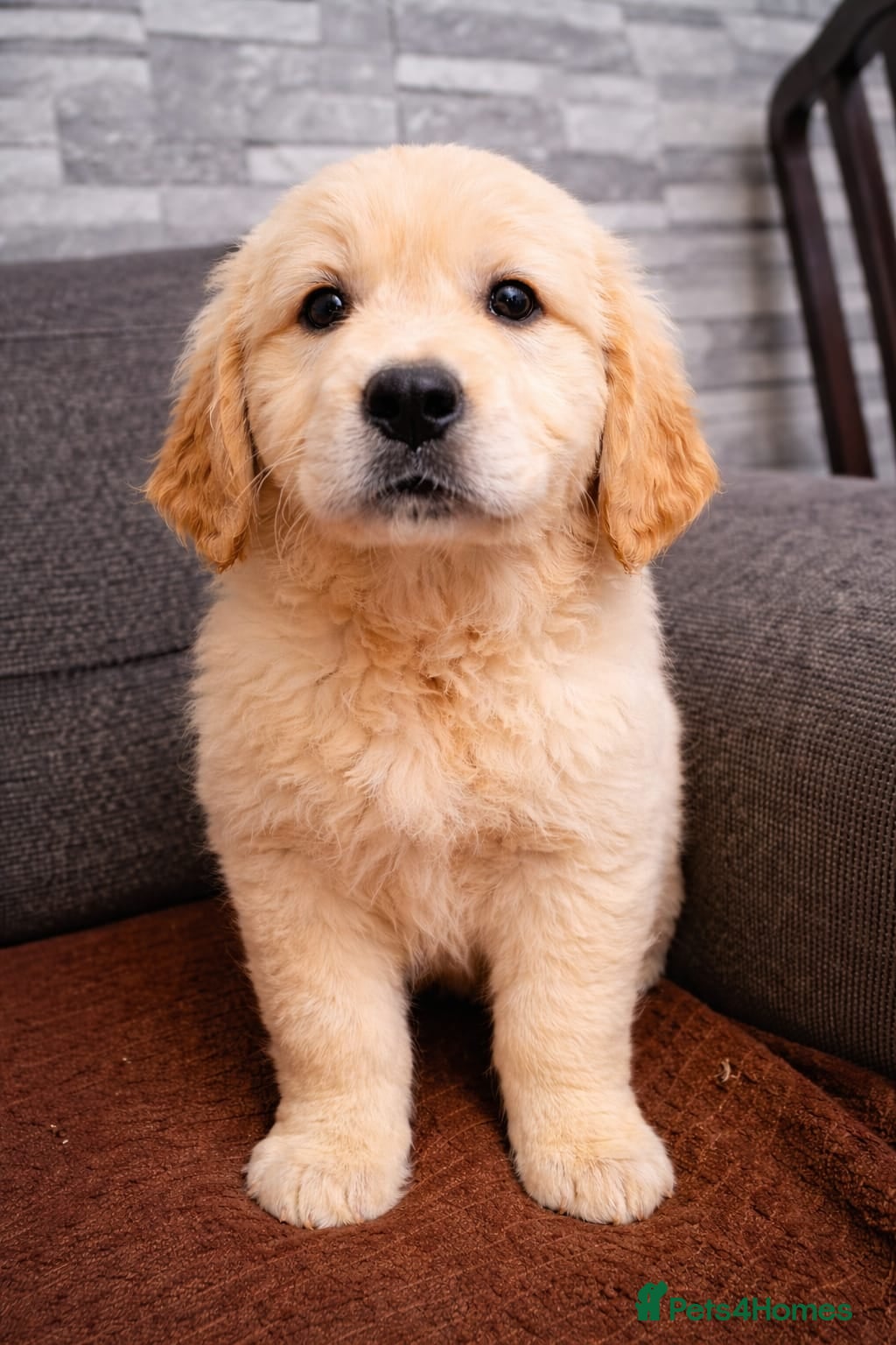 Golden Retriever dogs KC Golden Retriver READY NOW - Advert 1