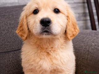 Golden Retriever dogs KC Golden Retriver READY NOW - Advert 1