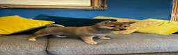 Japanese Shiba Inu dogs for sale: Pure bred Shiba Inu Puppies - Advert 5