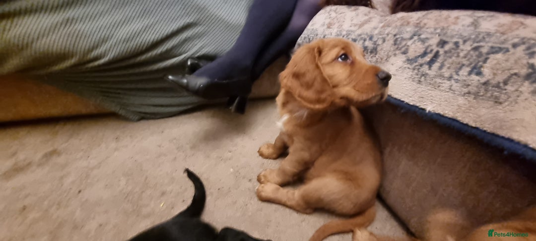 Mixed Breed dogs for sale: Ready for our forever homes - Advert 7