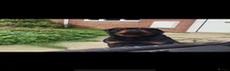 Rottweiler dogs for sale: 5 - Year -Old Pedigree Rottweiler - Advert 8