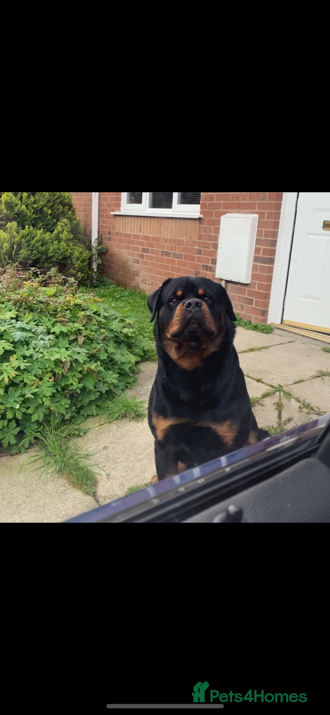 Rottweiler dogs for sale: 5 - Year -Old Pedigree Rottweiler - Advert 8