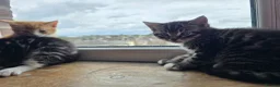 Mixed Breed cats for sale: 4 beautiful kittens 😸  - Advert 5
