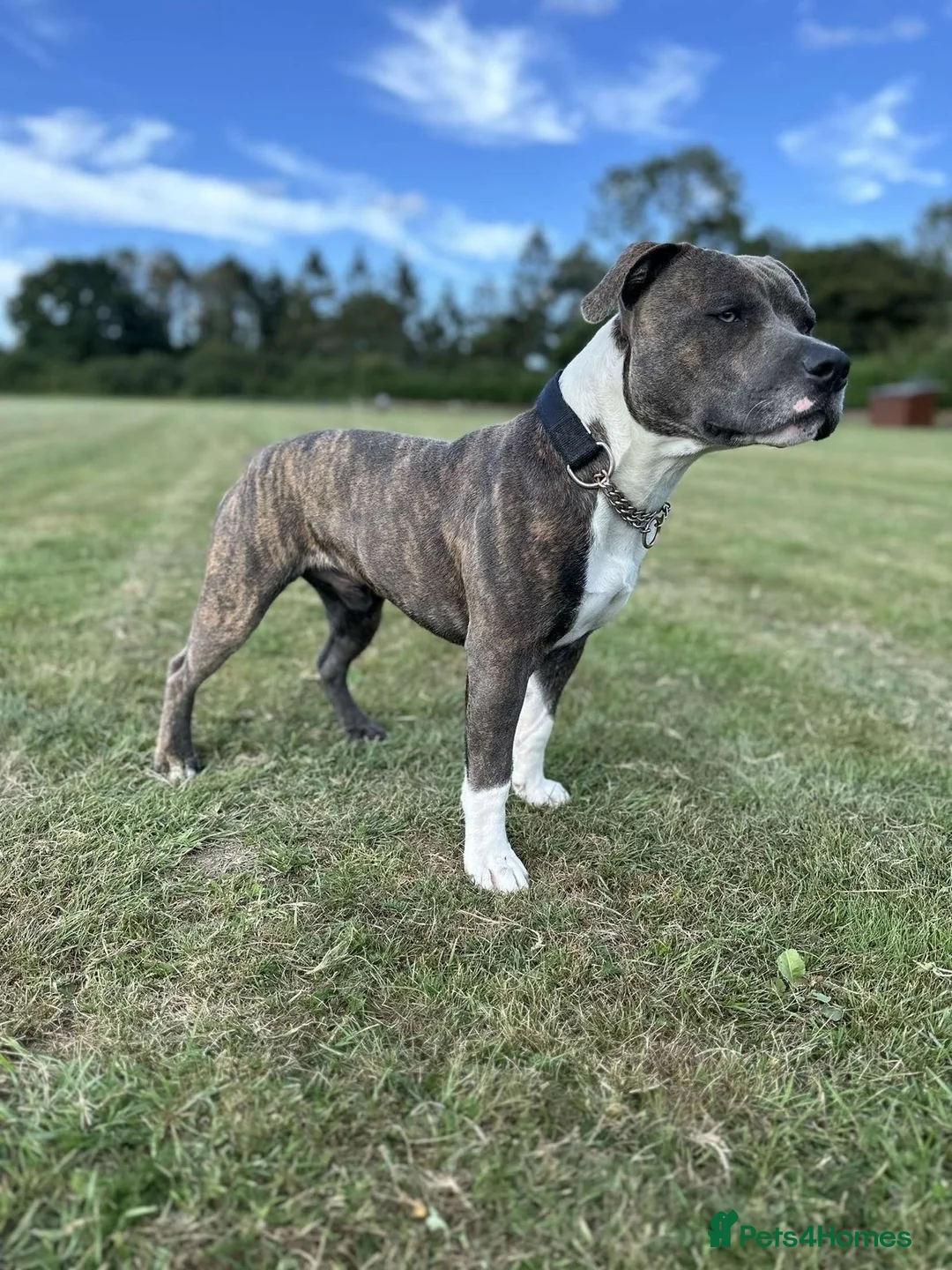 Staffordshire Bull Terrier dogs for stud: Mr roccco - Advert 11