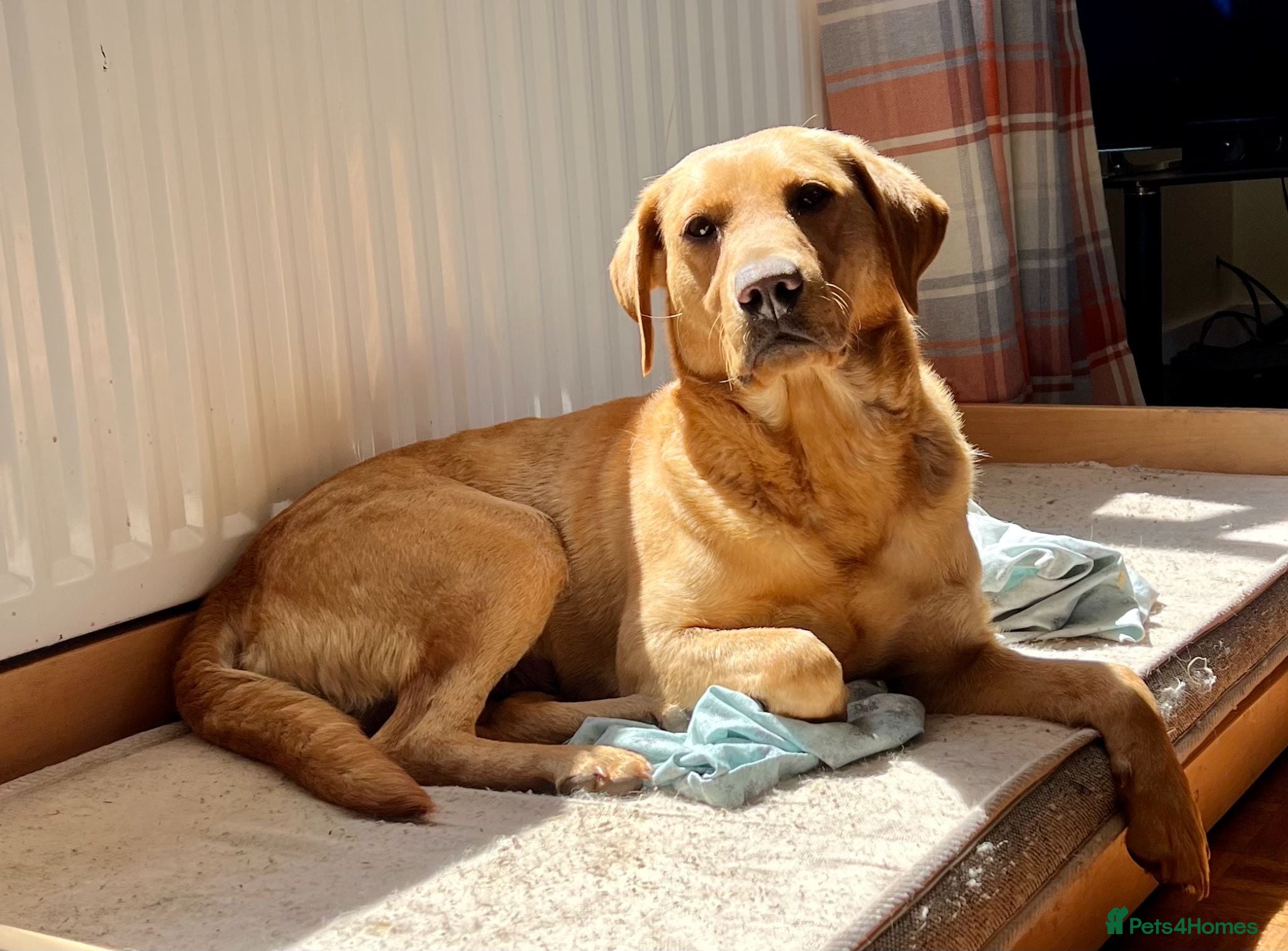 Labrador Retriever dogs Bindi Beautiful Red Lab looking for a new home - Advert 10