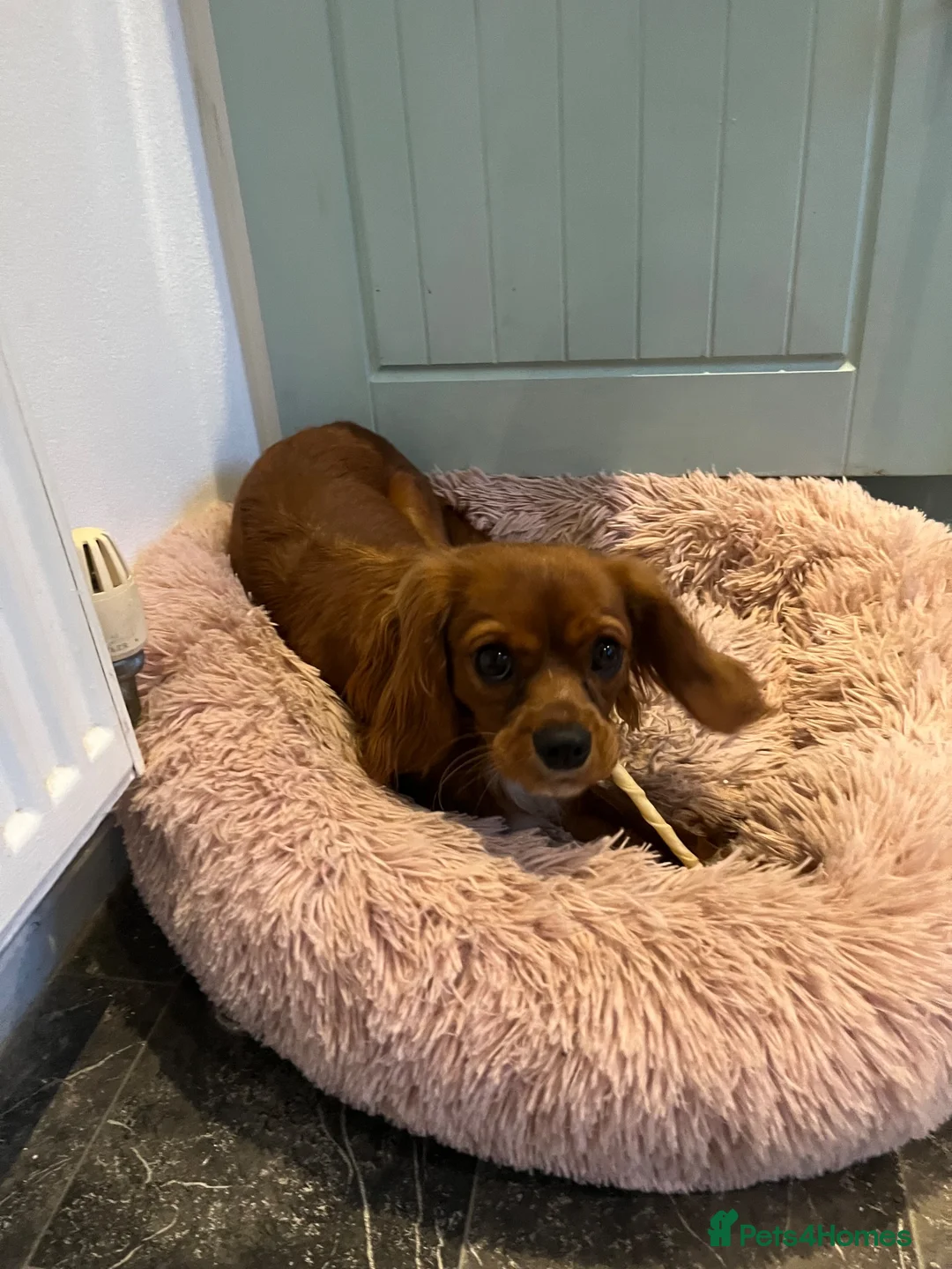 Cavalier King Charles Spaniel dogs for sale: King Charles Cavalier spaniel in Whitstable - Advert 2