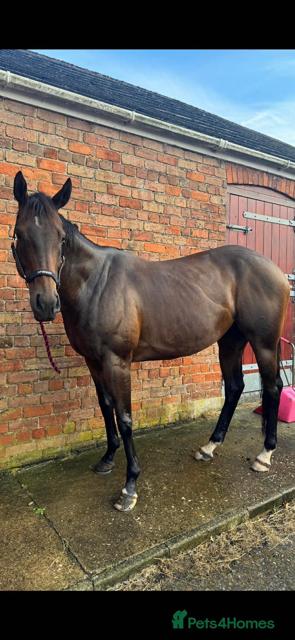 English Thoroughbred horses Milabella 16hh  - Advert 1