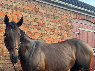 English Thoroughbred horses Milabella 16hh - Advert 1