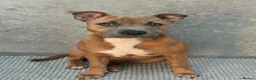 Staffordshire Bull Terrier dogs for sale: KC Blue Fawn Staffordshire Bull Terrier puppies in Glasgow - Advert 11