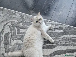 British Shorthair cats Blue Golden Tipped Poimt British Shorthair - Advert 3