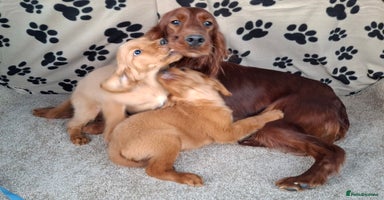 Mixed Breed dogs Beautiful golden irish puppies. - Advert 14