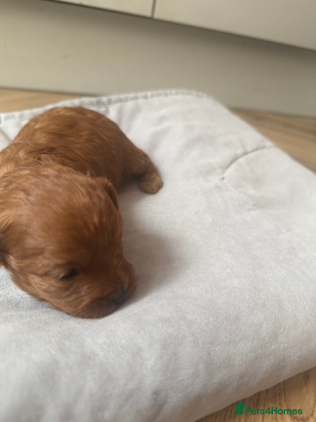 Cavapoo dogs for sale: Adorable F1B Cavapoo Puppies - Advert 5