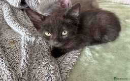Mixed Breed cats for sale: Kittens  - Image 13