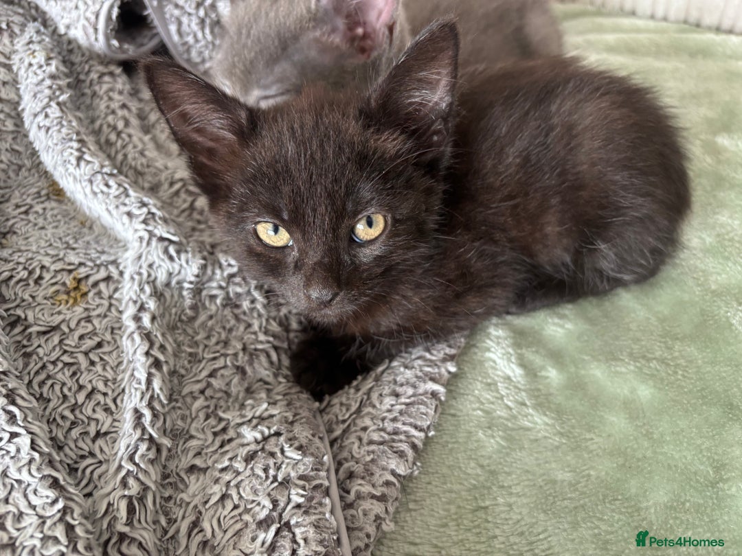 Mixed Breed cats for sale: Kittens  - Image 13