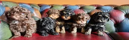 Cavapoo dogs for sale: Gorgeous f1bb Cavapoo pups. Health tested parents  - Advert 26