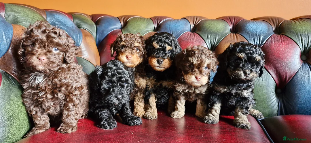 Cavapoo dogs for sale: Gorgeous f1bb Cavapoo pups. Health tested parents  - Advert 26