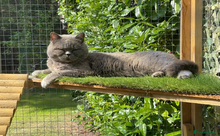 British Shorthair cats - Advert 3