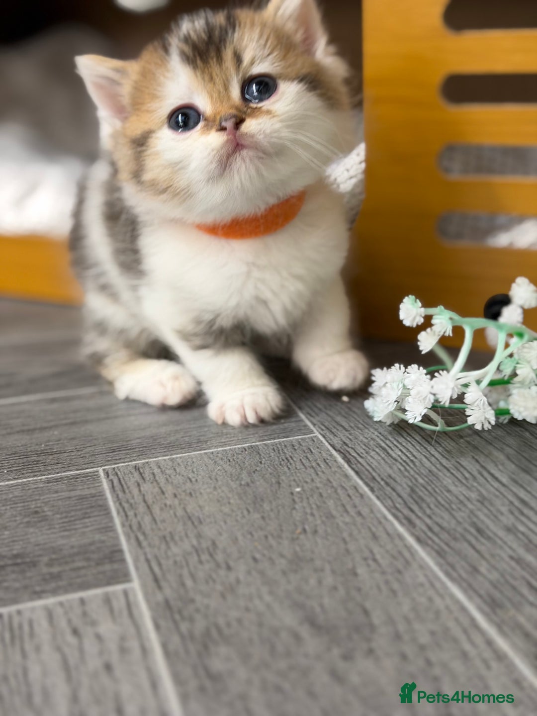 British Shorthair cats for sale: BSH tri- colour golden/blue/white kittens TICA - Image 11