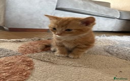 Mixed Breed cats for sale: 3 beautiful kittens for sale.  - Image 16