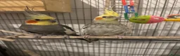 Cockatiels birds for sale: Bear of beautiful cocktails - Advert 3