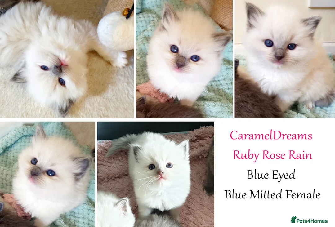 Ragdoll cats for sale: Limited Edition Ragdoll Babies - Advert 2