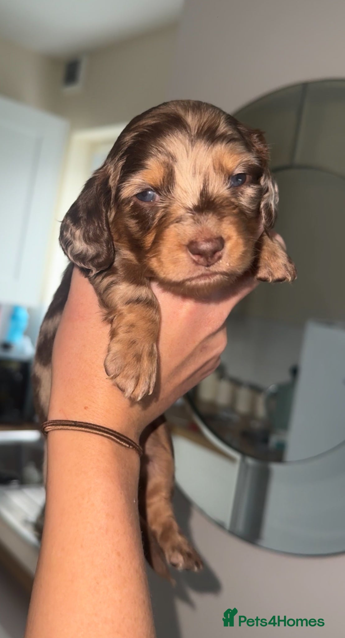 Dachshund dogs Dachshund pups  - Advert 9