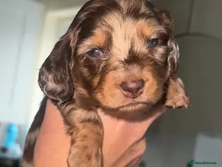 Dachshund dogs Dachshund pups - Advert 9