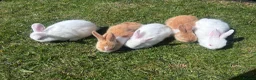 Mixed Breed rabbits for sale: Child friendly, Mixed breed rabbits  - Advert 5