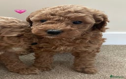 Poochon dogs for sale: Poochon Red Girl  - Image 4