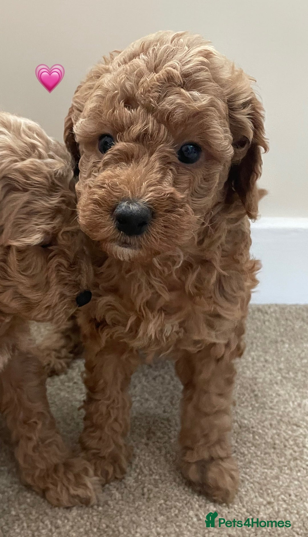 Poochon dogs for sale: Poochon Red Girl  - Image 4