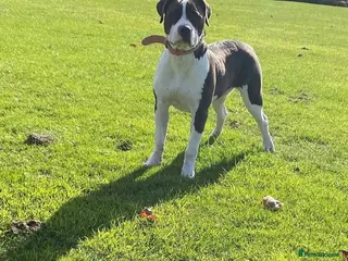 American Bully dogs She’s a legal Bully - Advert 9