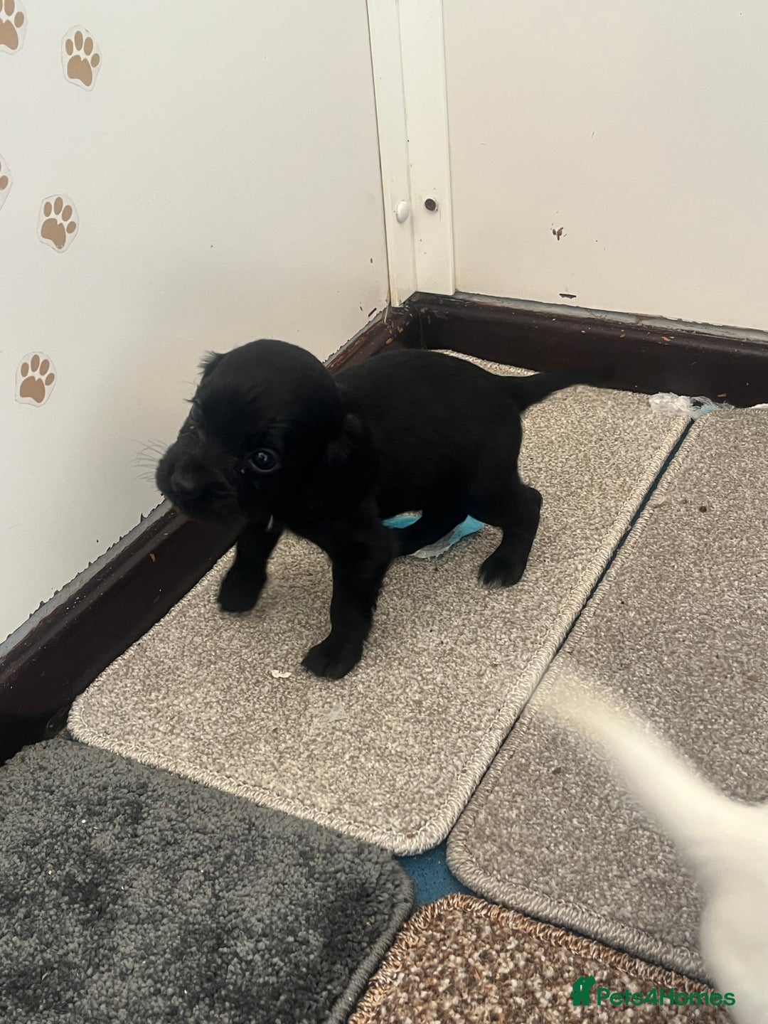 Cocker Spaniel dogs for sale: Working cocker spaniel puppies - Image 4