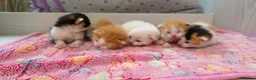 Maine Coon cats for sale: Mainecoon cross kittens - Advert 9