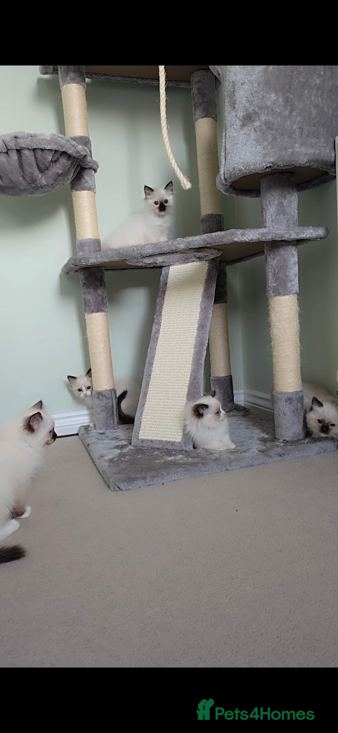 Ragdoll cats for sale: TICA REGISTERED KITTENS/Active - Advert 29