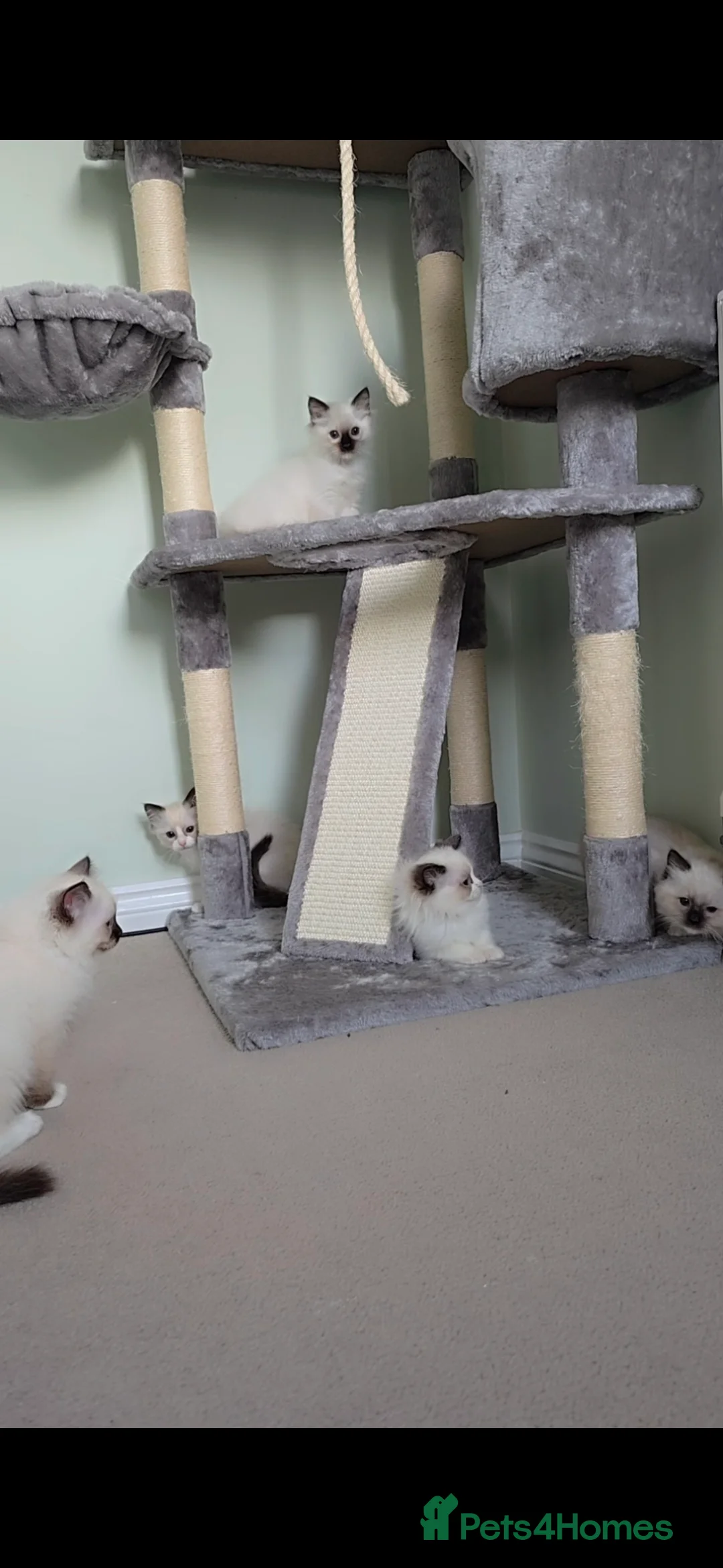 Ragdoll cats for sale: TICA REGISTERED KITTENS/Active - Advert 8