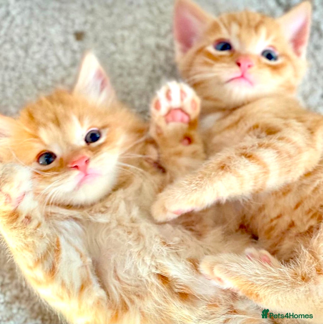 Mixed Breed cats Beautiful Ginger Bengal Ragdoll kittens ready now - Advert 6