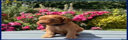Cockapoo dogs for sale: Gorgeous Fox Red F1 Cookapoos  - Advert 6
