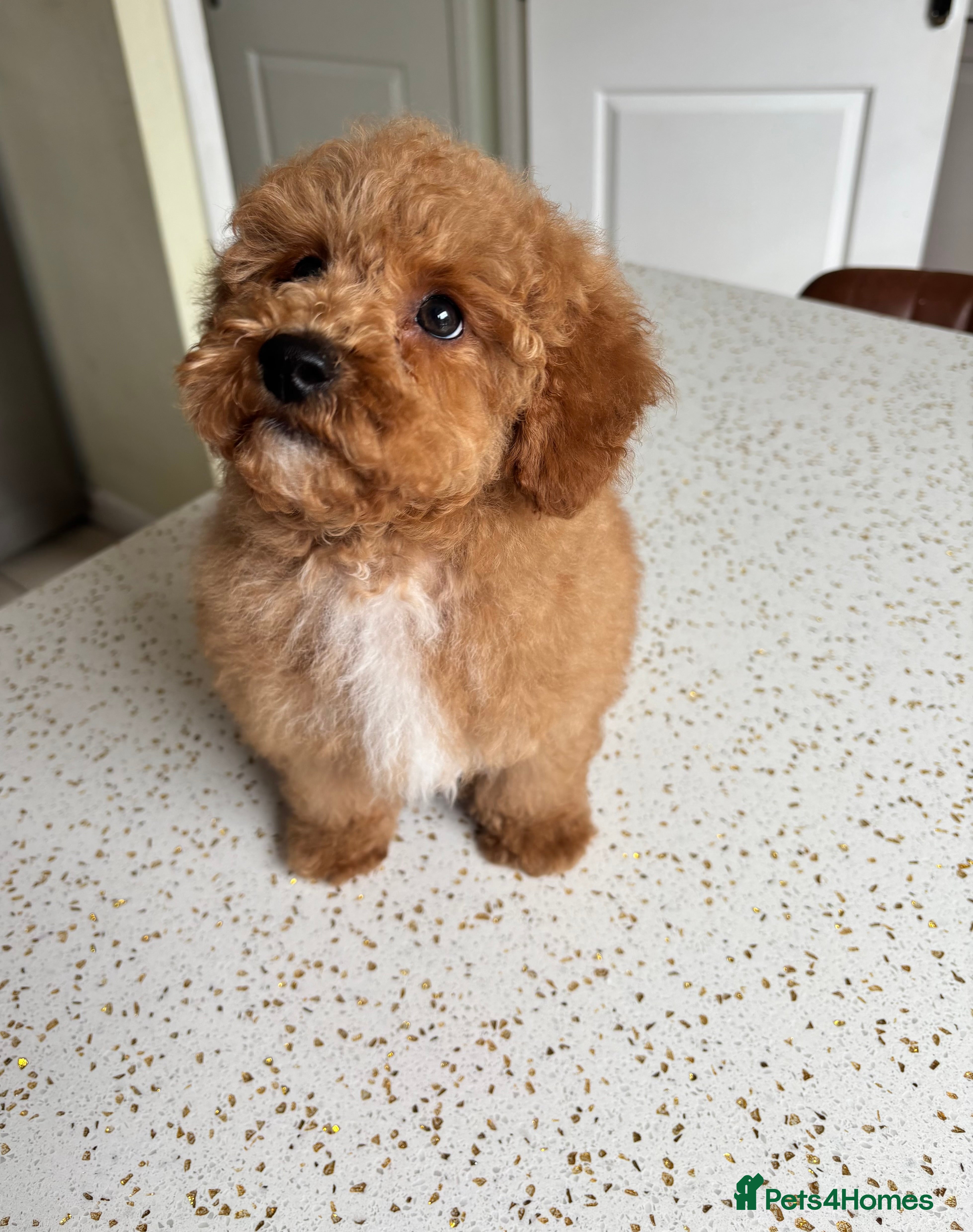 Maltipoo dogs 🧸DNA health tested Red Maltipoo Boy 💙 - Advert 1