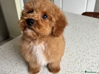 Maltipoo dogs 🧸DNA health tested Red Maltipoo Boy 💙 - Advert 4