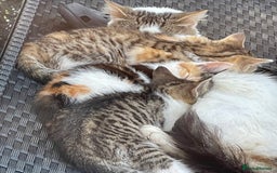 British Longhair cats for sale: 5 ADORABLE FLUFFY BRITISH LONG HAIR KITTENS - Image 7